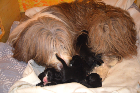 Poppy mit ihren Babys