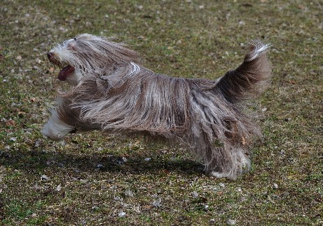 Devilish Angels Elesta Brown Star, Frühling 2018