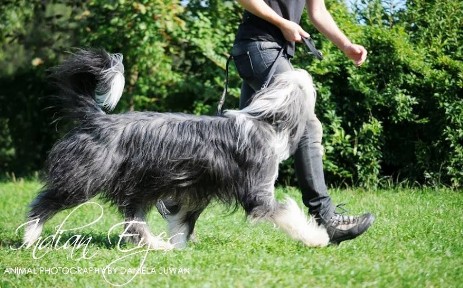 Sallen Hangman - Momo