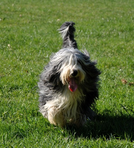 Aidon vom Worblinger Hard