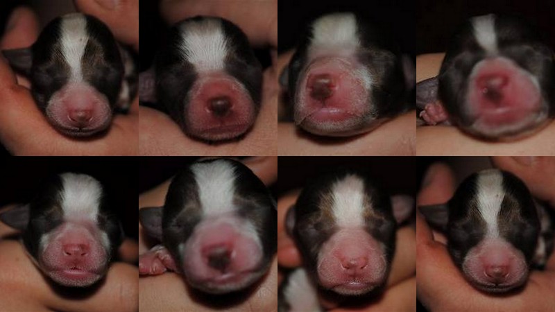 Frühchen vom Worblinger Hard