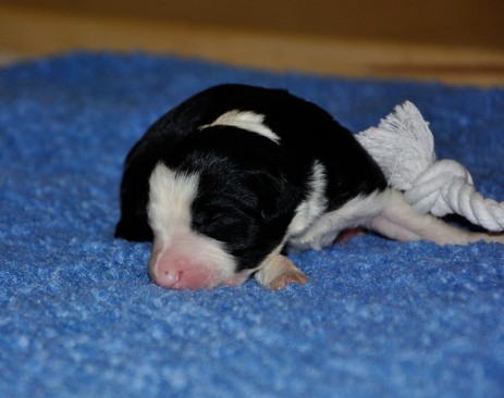 Exciting Black Ellie vom Worblinger Hard