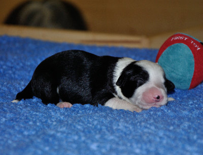 Enchanting Black Jeanny vom Worblinger Hard