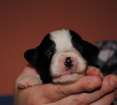 Daydream vom Worblinger Hard