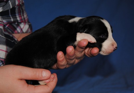 Dandelion vom Worblinger Hard - Dante