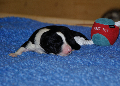 Electrifying Black Eike vom Worblinger Hard