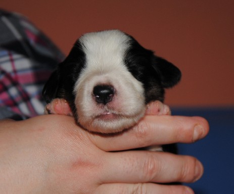 Duke Of Earl vom Worblinger Hard