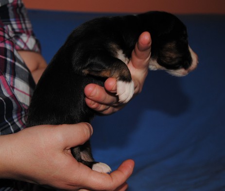 Dreamer vom Worblinger Hard - Lenny