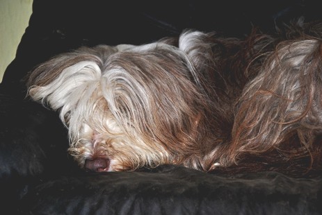 Geburtsvorbereitung Devilish Angels Elesta Brown Star