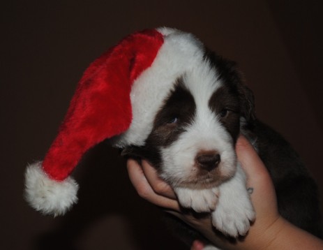 Brave Heart vom Worblinger Hard, der Weihnachtsgustl